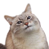 Cappy: LIVE and UNCUT (@cappybara69) 's Twitter Profile