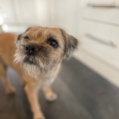 Little Sal 'the best BT in the house' 🐾🌈 4.9.22 💔 Family Carer. Weary Socialist. #BTPosse