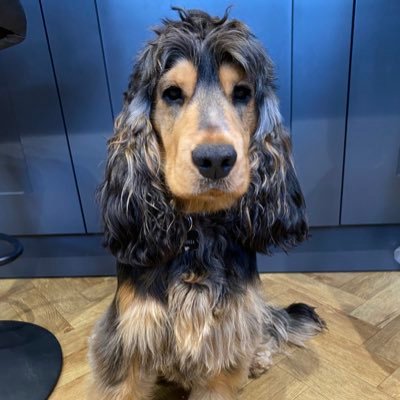 I’m a super cool Show Cocker Spaniel. I have gorgeous thick sable fur and love cuddles. Nibbling toes is my favourite hobby 🐾