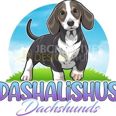 We #Pride ourselves on #Breeding quality healthy Mini Dachshunds for families #Registeredbreeders #DNAclear #Australia #Dachshunds #DashalishisDachshunds🐾🐶🐾