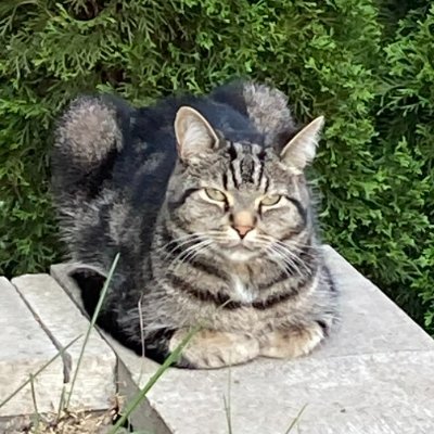 I am a Canadian 5-years old Tabby cat looking to meet new cat lovers friends.