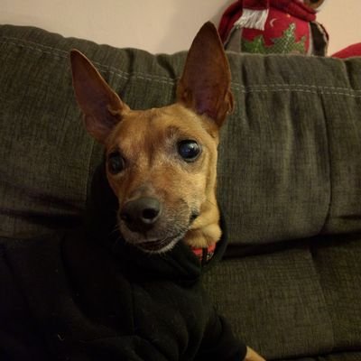 zebrapetey's profile picture. What We Do Is Secret