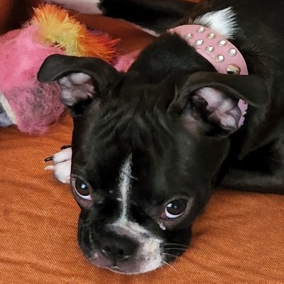 alloy15's profile picture. So, I got a puppy...