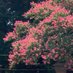 𝑘𝑎𝑛𝑎𝑚𝑒𝑒 (@kiichigonokago) Twitter profile photo 𝑘𝑎𝑛𝑎𝑚𝑒𝑒 (@kiichigonokago) Twitter profile photo