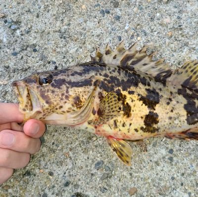 kissy922's profile picture. 《一寸先はパルプンテ 》