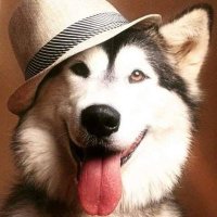 RA_BIES 0.69 (@ra_bies069) 's Twitter Profile