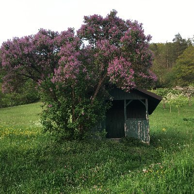 PepePalustris's profile picture. Dipl.-Ing., Arbeiterkind, Naturfreund, früher Rot-Grün Wähler