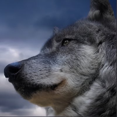 undeadonewolf Profile Picture