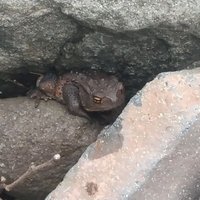 まっきー川色 (@mackeyriver) 's Twitter Profile