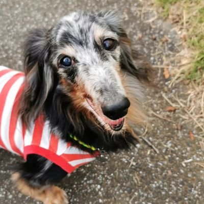 2年7ヶ月の闘病生活を頑張って 2017年3月20日お空🌈へお引越し #虹組飛行隊 の一員に✈️隊員№20✨ ご縁があって2019年6月21日に我が家の子になってくれた保護犬のうめ吉。 お空🌈のクゥに見守られながら手探りでうめ吉と一緒に幸せ探し🍀*