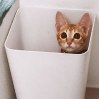 BBB (@natthabee) 's Twitter Profile