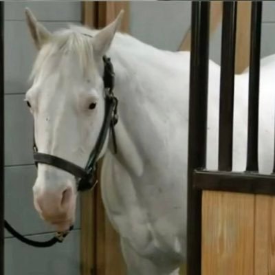 Just an abandoned horse at the Quartermaine stables…