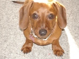 1chilidog's profile picture. In a perfect world, every dog would have a home and every home would have a dog.
I'm a 2yr old mini dachshund and I'm the best girl EVER!