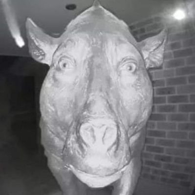 poopninjapiss's profile picture. haqhaqhaq