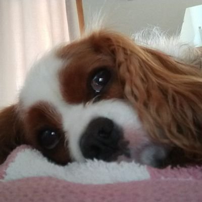 Owned by Cavalier King Charles Spaniels, Rowley, Loki and Wilf, Dog Authors. I  write children's picture books, selling on Amazon. Just trying to make a living!