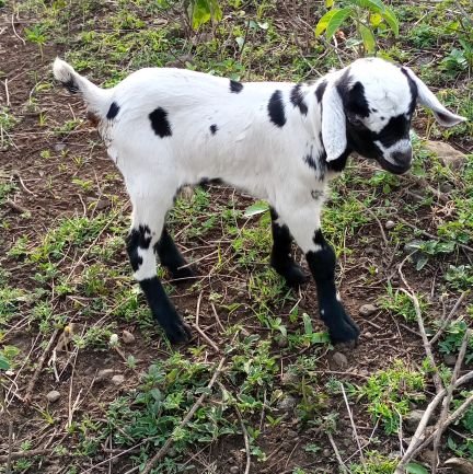 Breeders of Meat Goats for commercial purposes| Gala Goats| Boer Goats| Grown Naturally from vegetation| Forestry| Climate Change Agent|