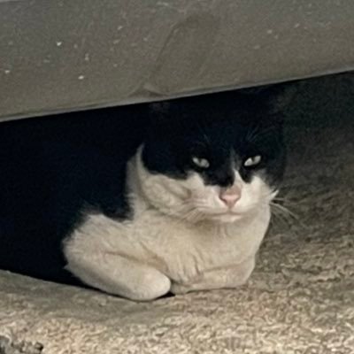 romantic_neko's profile picture. 