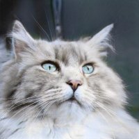 Nancy Carlson (@nancyca93043831) 's Twitter Profile