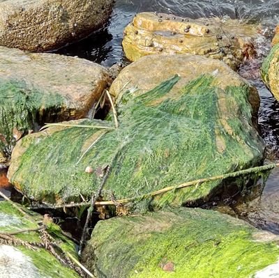 kogetanasumegan's profile picture. 無言フォロー失礼します。 ジョグジャに留学中。