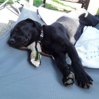 Jessie Bear! ๐บ๐ฆ (@blacklabpdx) 's Twitter Profile