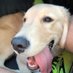 🐶 Zeno The Golden 🎀 (@goobiethedog) Twitter profile photo