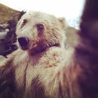 Techno bear (@technobear15) 's Twitter Profile