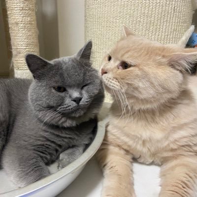 おれらはゆーちゅーばーの猫です。グレーがモブ。クリームがメイ。永ennのアリス@ennnnn_emの飼い猫だ。よろしくな。