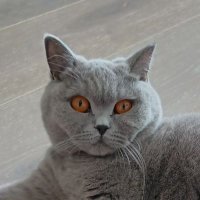 Kazuya Saito (@kazuyasla) 's Twitter Profile Photo Kazuya Saito (@kazuyasla) 's Twitter Profile Photo