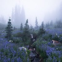 Hasé (@onhase) 's Twitter Profile