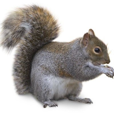 Sqwirrl_'s profile picture. 