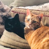 TheBrothersMcGillikitty (@mcgillikittys) 's Twitter Profile