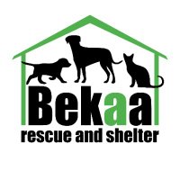 Bekaa Rescue and shelter( Lebanon)(@RawaaMady) 's Twitter Profile Photo