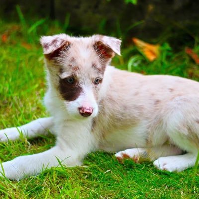 Milis53194556's profile picture. living it up in the world of pup.
