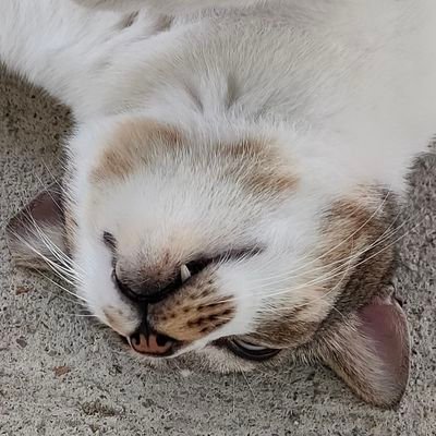 nigelliin's profile picture. .