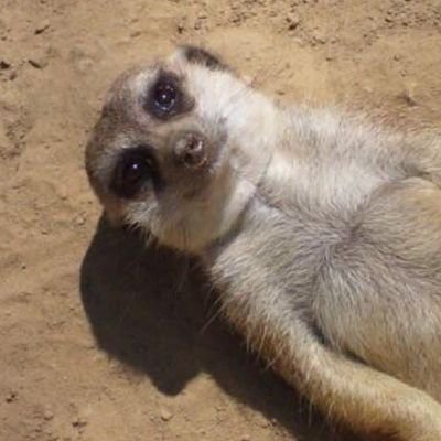 아담스페용계정さんのプロフィール画像