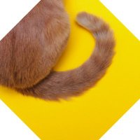 3Dtail (@3dtail) 's Twitter Profile