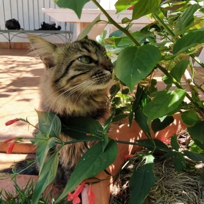 Cientista Social se aventurando no doutorado em Psicologia, Xaboeira da @xaboneteartesanal e ocasionalmente bisbilhoteira do twitter