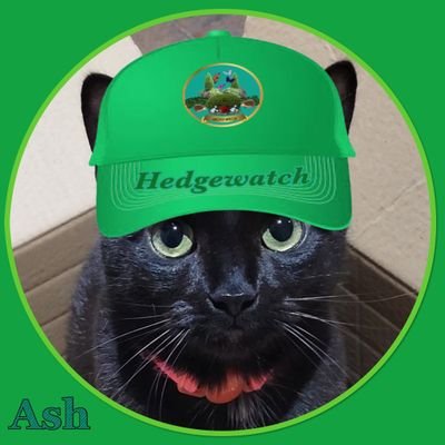 NorthWalesCat Profile Picture