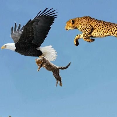 andersonJuliu13's profile picture. Man UTD, Yanga and reading books