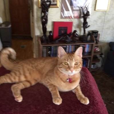 DTNCA's profile picture. 