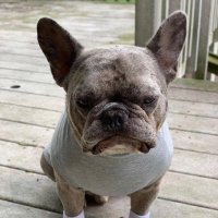 SoonerDawg (@soonerdawg) 's Twitter Profile