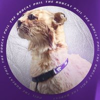 Phil the Bobcat(@PhilTheBobcat) 's Twitter Profile Photo