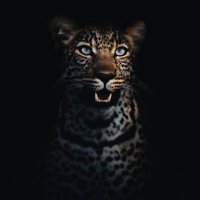 Brian Kaslon (@briankaslon33) 's Twitter Profile Photo