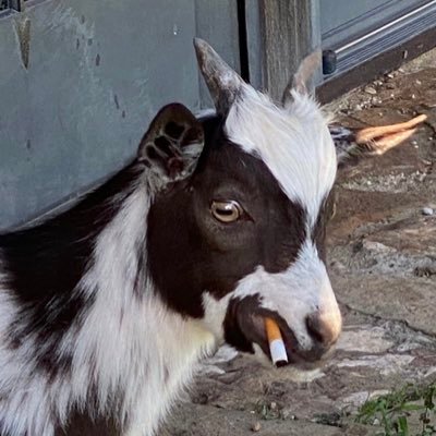 smokin_goat2 Profile Picture