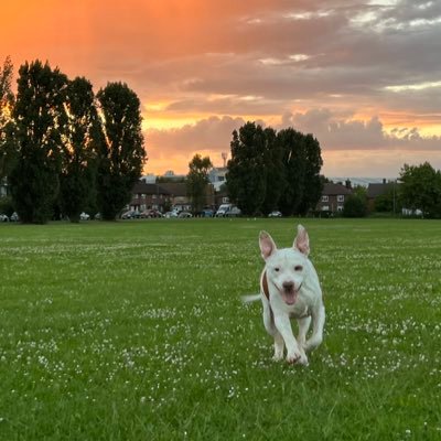 Pit bulls. Tottenham Hotspur. and F 1