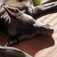 Nash Tebelak (@ntebelak) 's Twitter Profile