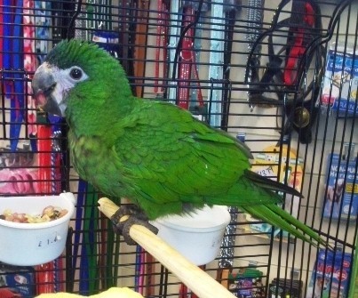 We are a petshop in Irvine, north ayrshire.
we sell all types of animals from birds, fish, small mammals, to reptiles.