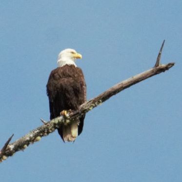 SaveUbcEagles's profile picture. 