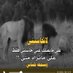 بحر الشوق (@him_f12) Twitter profile photo بحر الشوق (@him_f12) Twitter profile photo