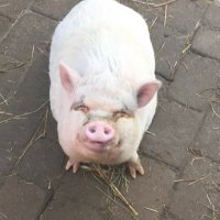 Maria D Peña (@pigggielou) 's Twitter Profile Photo Maria D Peña (@pigggielou) 's Twitter Profile Photo